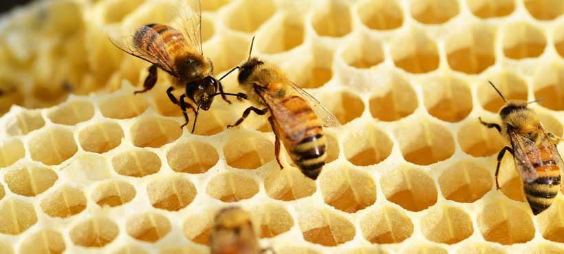 Sajam pčelarstva