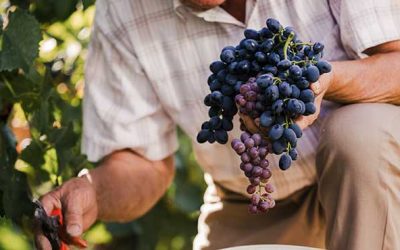 Postani stručnjak za uzgoj vinove loze i grožđa