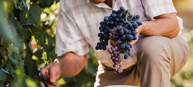 Postani stručnjak za uzgoj vinove loze i grožđa