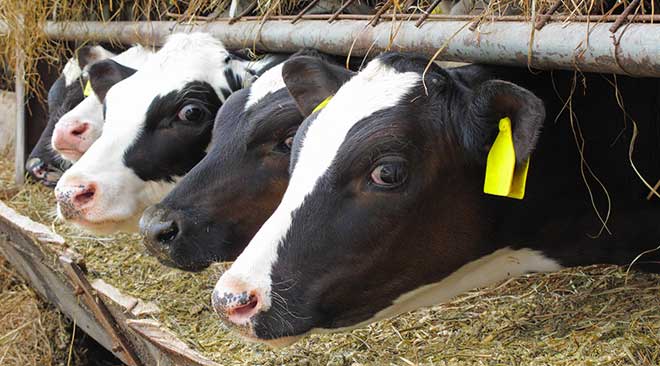 Eliksir grupa – Sastojak za hranu za životinje donosi uštedu od 10 miliona evra