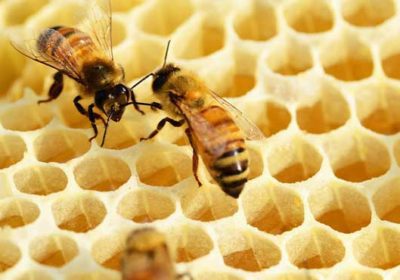 Sajam pčelarstva