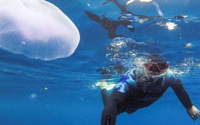 Šta u slučaju ako vas opeče meduza ili ubode morski jež?